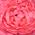 Roze - Theehybriden - Panthère Rose